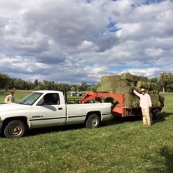 Hay Bales