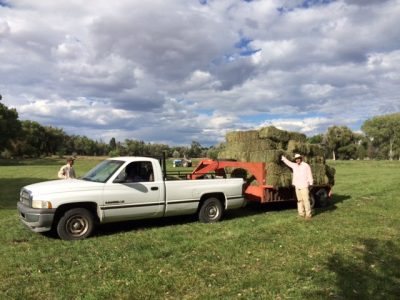 Hay Bales