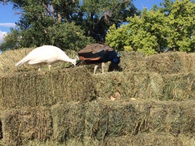 Hay Bales and Peacocks